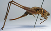 CollectionObject 1517228; 5d00810c-f3ae-4531-8c2f-1d8f5f79cb67: female, lateral view (syntype or lectotype). (CollectionObject).