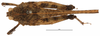 female, dorsal view (syntype). Depicts CollectionObject 1576735; 4ff19551-89ce-4e23-b82c-cd38e91ea318, a CollectionObject.