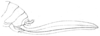 Lesina (Ellatodon) blanchardi (Brongniart, 1890): Pl. III, Fig. 13 b. ovipositor (length 40-48 mm). (Otu).