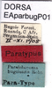 CollectionObject 1581349; 0174f971-78aa-4888-afeb-9e8625a5d8f4: labels (paratype). (CollectionObject).