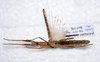 CollectionObject 1576225; 985b8913-dce5-4f73-8c67-3ef86f73e59a: copyright FRCS, Sabah. female, ventral view (holotype). (CollectionObject).