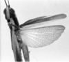 CollectionObject 1535759; a07f44e2-b91c-4ed5-8d33-c1c2050e907f: male, dorsal view (syntype). (CollectionObject).