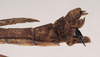 CollectionObject 1561298; NHMUK(SF IMPORT DUPLICATE) 845154, 05cf2fa2-efc1-4a56-a297-175d70c8f48d: copyright Natural History Museum, London. female: end of abdomen, lateral view (paratype). (CollectionObject).