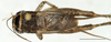 CollectionObject 1585130; 9d597fae-4945-46e2-abd6-81a7a73a2eb3: male, dorsal view (scale bar 5 mm). (CollectionObject).