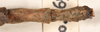 CollectionObject 1562044; a67b131b-87db-4825-82d2-6101bda753bd: copyright OUMNH. female: end of abdomen, dorsal view of Phasma (Necroscia) curtipes (holotype). (CollectionObject).