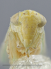 Head: !! display not done !! on Hebata (Hebata) nigra (Gillette & Baker, 1895): Head/Face. (Observation).
