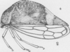Habitus, lateral view on Cyrtolobus arcuatus (Emmons, 1855): (Observation).