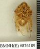 Heterogamodes ursina quadrispina Chopard, 1929: Copyright Natural History Museum, London. Paratype (adult male) in BM(NH). Ventral view. (Otu).