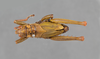 CollectionObject 1523898; 19306023-07f8-4691-8b07-d7c447e6b8df: male, dorsal view (holotype). (CollectionObject).