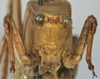 CollectionObject 1539850; 3b3675d5-8d7a-40a4-9df9-d5215a018e11: male face (holotype). (CollectionObject).