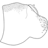 Pygofer, lateral view on Arboridia (Arboridia) septempunctata Choe & Jung, 2015: Pygofer lobe, lateral view. (Observation).