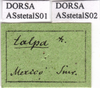 CollectionObject 1538305; 3e0a84be-6d16-429e-9e03-88e843feb608, DORSA ASstetalS01: labels (syntype). (CollectionObject).