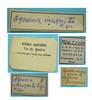 labels (syntype of Agraecia incognita). Depicts CollectionObject 1542650; DEES MZLQ-I0109, 84c9e26b-6a11-4406-b070-a0002ff401e4, a CollectionObject.