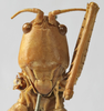 CollectionObject 1539558; 45ef1569-a2ba-473b-8dc1-f445e1414b5d: female face (holotype of Hemisaga hastata). (CollectionObject).