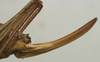 CollectionObject 1534972; 863e0263-e8d3-471e-8af3-ffb4b215ca7a: female ovipositor (lectotype). (CollectionObject).
