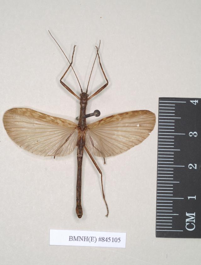 copyright Paul D. Brock. Abrosoma nebulosum male TYPE SPECIES. Depicts Abrosoma Redtenbacher, 1906, an Otu.