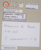 CollectionObject 1563489; NHMUK(SF IMPORT DUPLICATE) 845018, b77f256c-c908-4a52-b61b-a77a1be829c6: copyright natural History Museum, London. female, data labels (holotype). (CollectionObject).