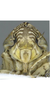 Head: !! display not done !! on Turrutus socialis (Flor, 1861): Face. (Observation).