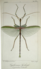 Clemacantha Rainbow, 1897: from original Brullé, 1835. male, from Brullé. 1835. (Otu).