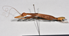 CollectionObject 1559854; NTUC 742, others barcoded, 616422ea-83f3-438c-83a2-d178842e7333: copyright NTUC. female, lateral view (syntype). (CollectionObject).