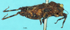 CollectionObject 1517879; 439778c6-42be-41bc-822e-bb57624783ce, NHMUK10924419: male, lateral view (holotype). (CollectionObject).