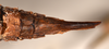 CollectionObject 1559868; 99e55337-6a48-402f-a194-448830ad1fa3: copyright OUMNH. female: end of abdomen, ventral view of Heteropteryx westwoodii (holotype). (CollectionObject).