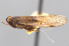 Habitus, lateral view: (Observation).