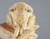 Head: !! display not done !! on Elymana inornata (Van Duzee, 1892): Head/Face. (Observation).