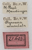 CollectionObject 1532826; NMW 21.603, a67a38fe-2613-4825-b01b-a030508a9a96: labels. (CollectionObject).