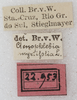 CollectionObject 1566577; NMW 22953, ca18627f-c83e-4eaa-83ff-3198cd2fc16a: labels. (CollectionObject).