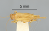 CollectionObject 1523303; fc94cc5e-1bf9-437b-a472-c3716eaa1e13: Female, dorsal view (holotype). (CollectionObject).