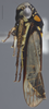 Habitus, lateral view on Dilobopterus demissus (Fabricius, 1803): Lateral. (Observation).