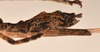 CollectionObject 1558490; aee7fa2c-e916-40b5-aa39-dca83fa57817: copyright UMO. female: end of abdomen, lateral view (holotype). (CollectionObject).