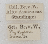 CollectionObject 1475882; 30a3b521-a6b3-4dc3-8520-471e4e64b0ee: labels (syntype of Phylloptera tenera). (CollectionObject).