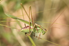 FieldOccurrence 2990; a716f436-5a0d-4a9a-bf97-cbfa08bfc6b9; Argentina: San Luis: Chacabuco
south of Villa del Carmen, 2026/03/03: male. (FieldOccurrence).