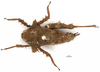 CollectionObject 1521830; OUM 692, 9880cc0b-6556-46cb-81bd-a0f328c92f1b: female, dorsal view (holotype of Tettilobus spinifrons). (CollectionObject).