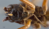 CollectionObject 1527053; 593527e9-da88-474e-8ce1-c70a6aeb1efd: female, ventral view (holotype). (CollectionObject).