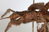 CollectionObject 1561349; cf80abfd-d8b1-4d7d-8b35-996b3b8dea81: copyright MHNG, Geneva. female: head & thorax, lateral view (holotype). (CollectionObject).