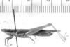CollectionObject 1524435; 60c4fcd9-0c3a-4b01-8f9b-fb7c0ddab51d: male, lateral view (holotype). (CollectionObject).
