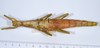 CollectionObject 1558334; 3dffb3fa-b8d8-4ef0-bd2b-8b9e1a206d72: copyright ANSP. female, dorsal view (holotype). (CollectionObject).