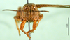 CollectionObject 1501244; bf0dafdf-55b0-427d-9680-5fe526a8d434, DORSA BA000234S01: male, frontal view (holotype of Catantops pamae). (CollectionObject).