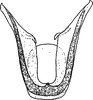 Aedeagus, ventral view: !! display not done !! on Utecha trivia (Germar, 1821): Aedeagus, distal view. (Observation).