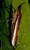 Habitus, dorsal view: !! display not done !! on Raphirhinus Laporte, 1833: Raphirhinus phosphoreus, male @ Peru, by R. Rakitov. (Observation).