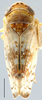 Habitus, dorsal view: !! display not done !! on Mesamia nigridorsum (Ball, 1907): Mesamia nigridorsum, dorsal habitus (INHS). (Observation).