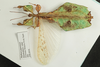 Pulchriphyllium giganteum (Hausleithner, 1984): copyright Royce Cumming. male (from Peninsular Malaysia). (Otu).