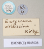 copyright Natural History Museum, London. female, data labels of synonym Eurycnema viridissima (paralectotype). Depicts CollectionObject 1563720; NHMUK(SF IMPORT DUPLICATE) 845028, fb7930ba-67bf-4588-b803-4ca388a69dd2, a CollectionObject.