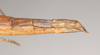 CollectionObject 1557160; NHMUK(SF IMPORT DUPLICATE) 844727, 344c458a-a35b-42a3-8085-5ec5de9d102f: copyright Natural History Museum, London. female: end of abdomen, lateral view (holotype). (CollectionObject).