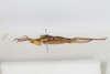 CollectionObject 1475574; f9610ab4-29ba-4bcb-82af-c60cc741a872: female, lateral view (holotype). (CollectionObject).