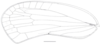 Neomenocria advena (Spinola, 1839): (Otu).