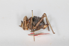 CollectionObject 1505709; f064a080-3cbe-4761-aa68-dd00f2c52683: female, lateral view (syntype #2). (CollectionObject).
